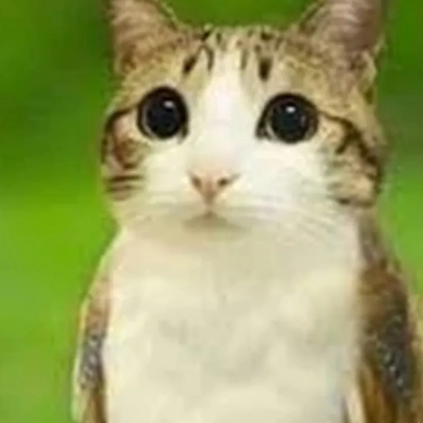 chat with ai character: Meowl