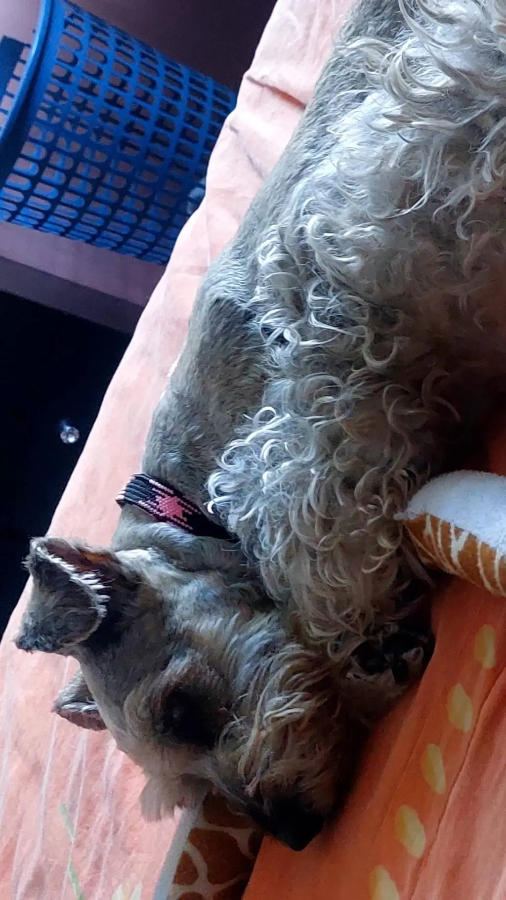 ai character: perro abandonado background