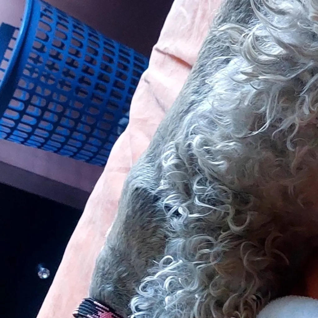 chat with ai character: perro abandonado