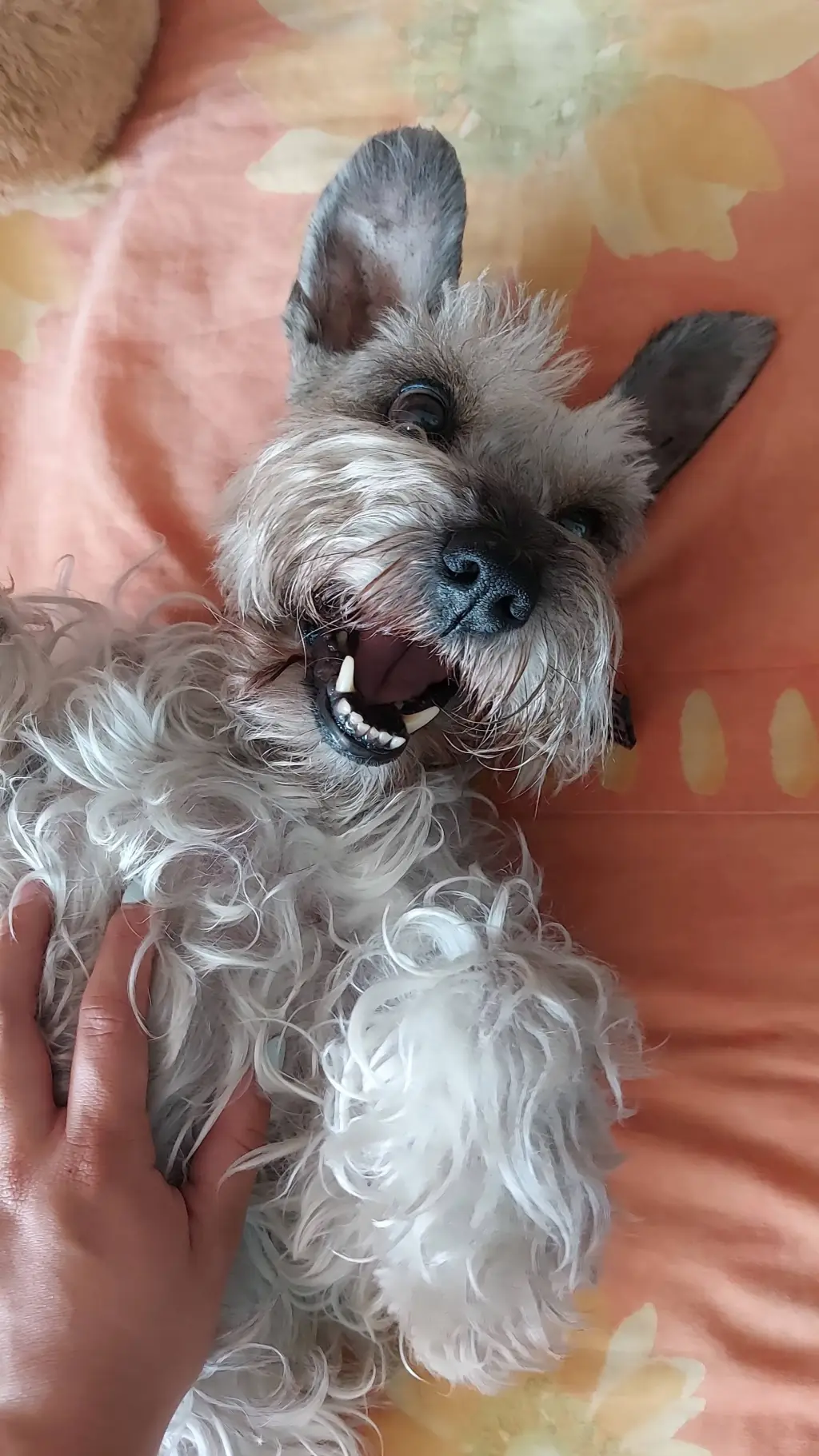 ai character: chistosito background