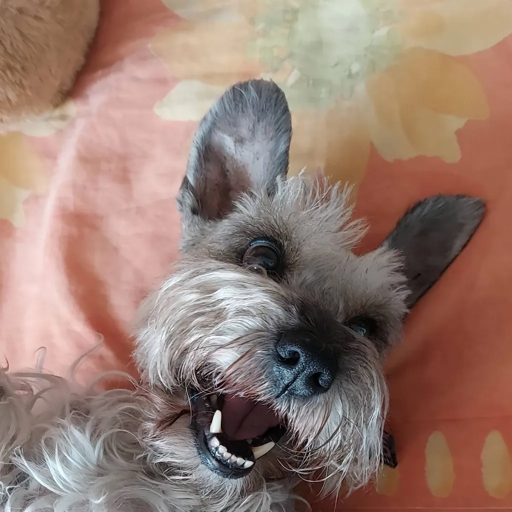 chat with ai character: chistosito