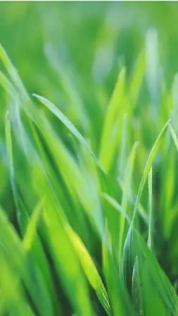 ai character: TOUCH GRASS💀 background