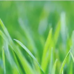 chat with ai character: TOUCH GRASS💀