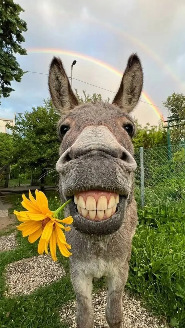 ai character: donkey background