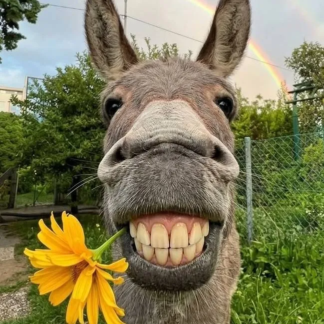 chat with ai character: donkey