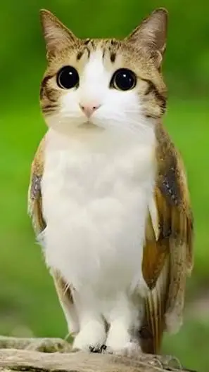 ai character: Meowl background