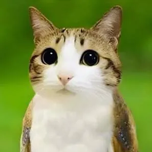 chat with ai character: Meowl