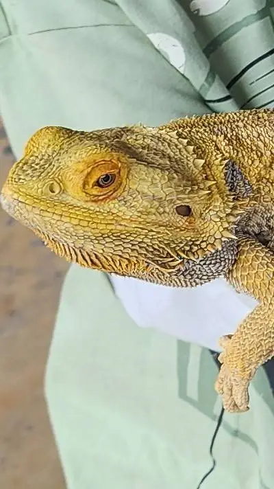 ai character: ws10 x kevin background