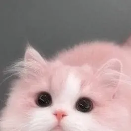 chat with ai character: pretty cat