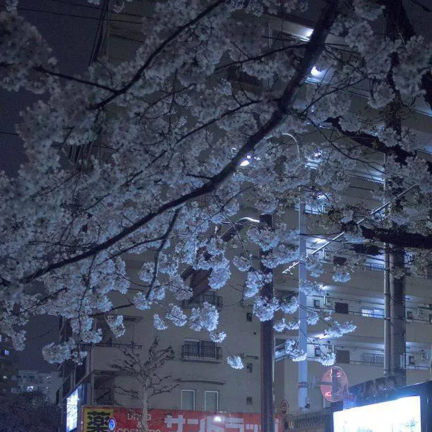 chat with ai character: Yozakura Street 🌸