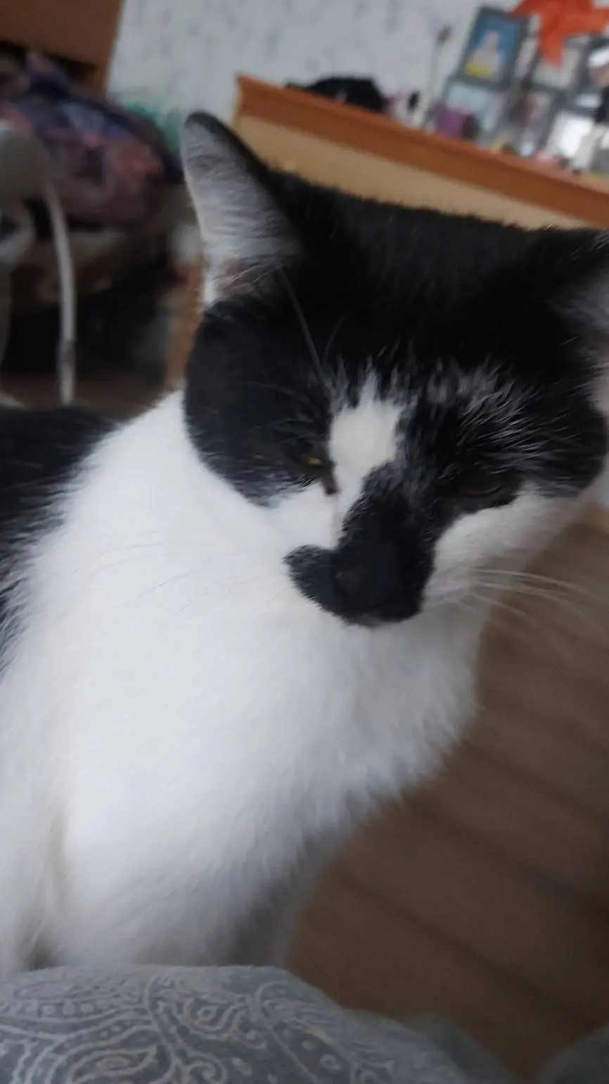 ai character: Cat background