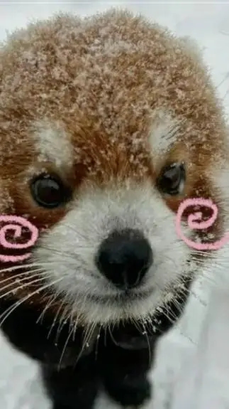 ai character: baby fox background