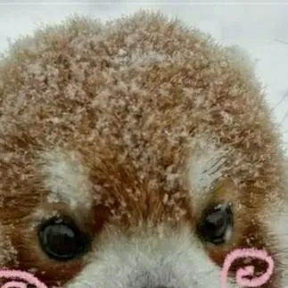 chat with ai character: baby fox