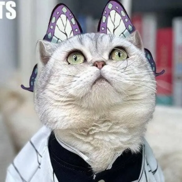 chat with ai character: Cat Shinobu