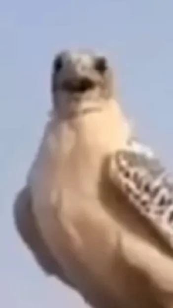 ai character: |\|anami 🫦 background