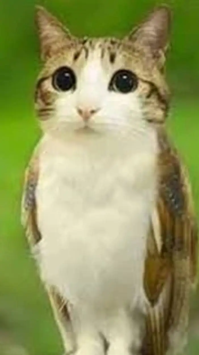 ai character: Meowl 🦉🐱// background