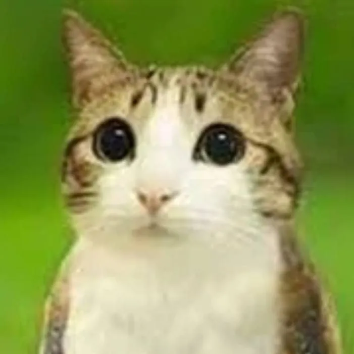 chat with ai character: Meowl 🦉🐱//