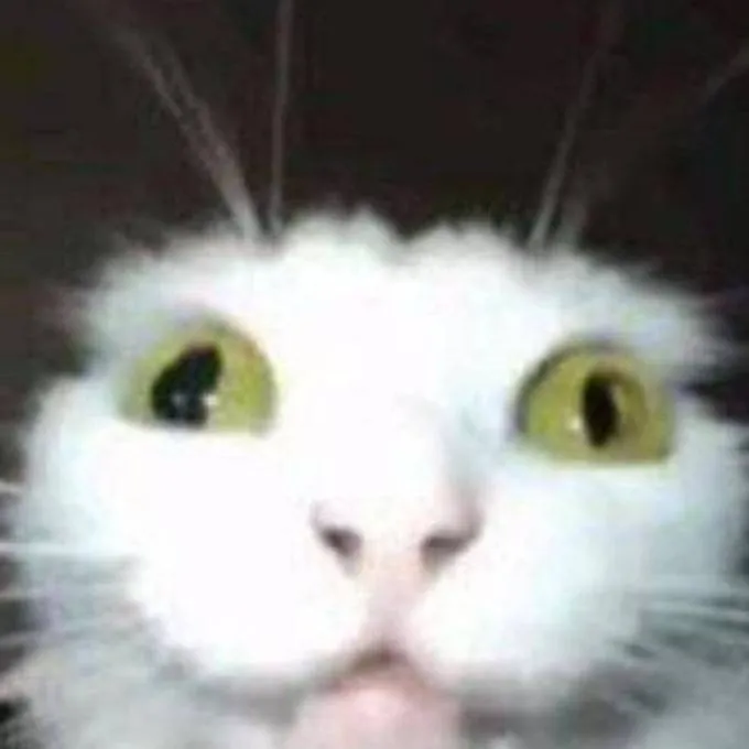 chat with ai character: gato de asilo