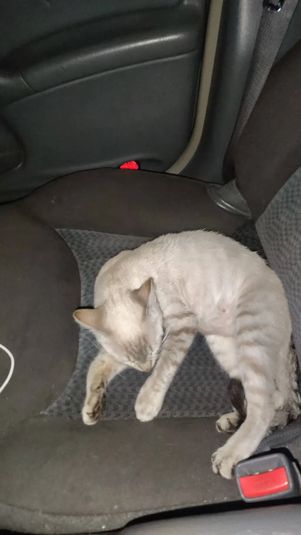 ai character: Xavier's cat background
