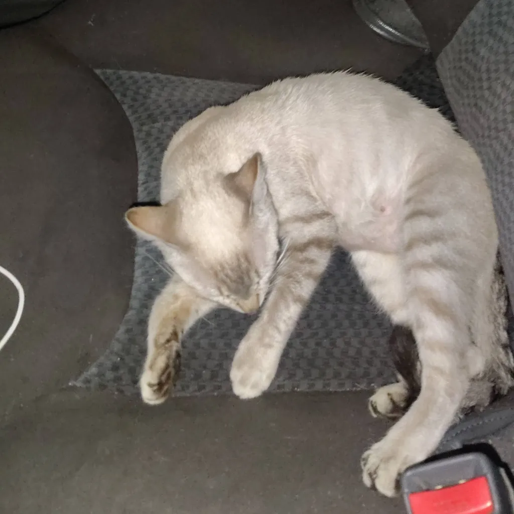 chat with ai character: Xavier's cat