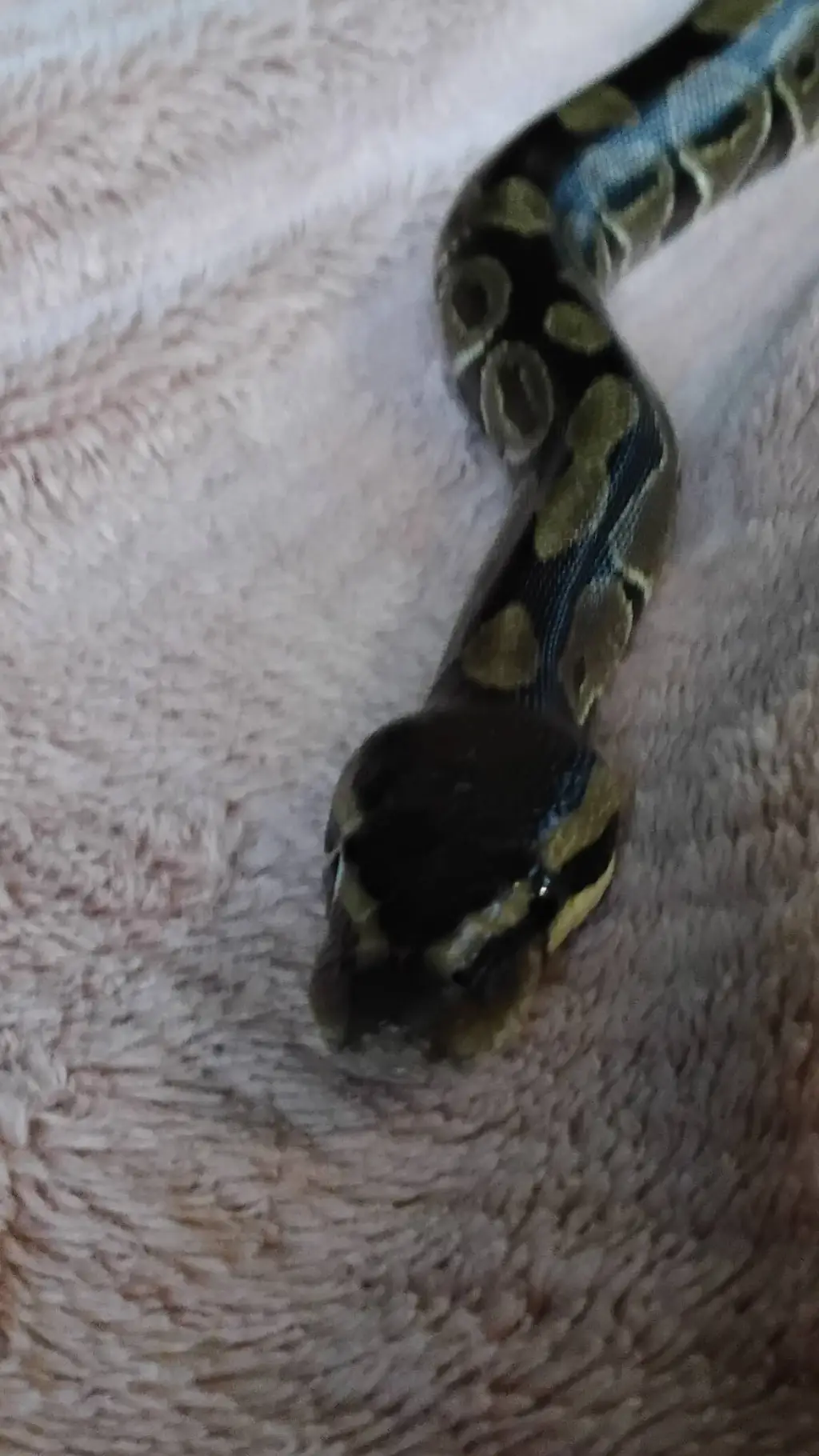 Talkie AI - Chat with my pet snake polly