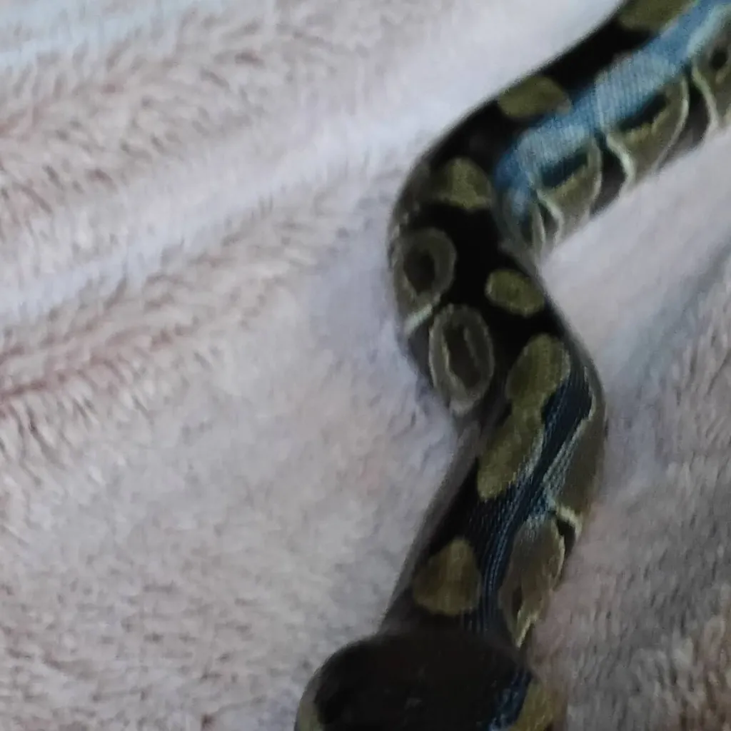 chat with ai character: my pet snake polly