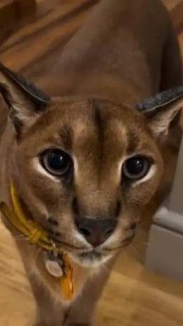 ai character: heaven court background