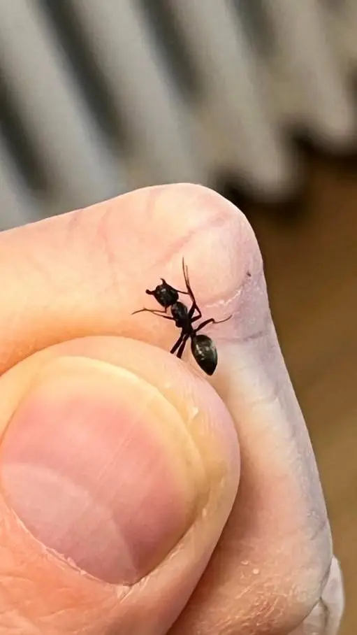 ai character: Omega background