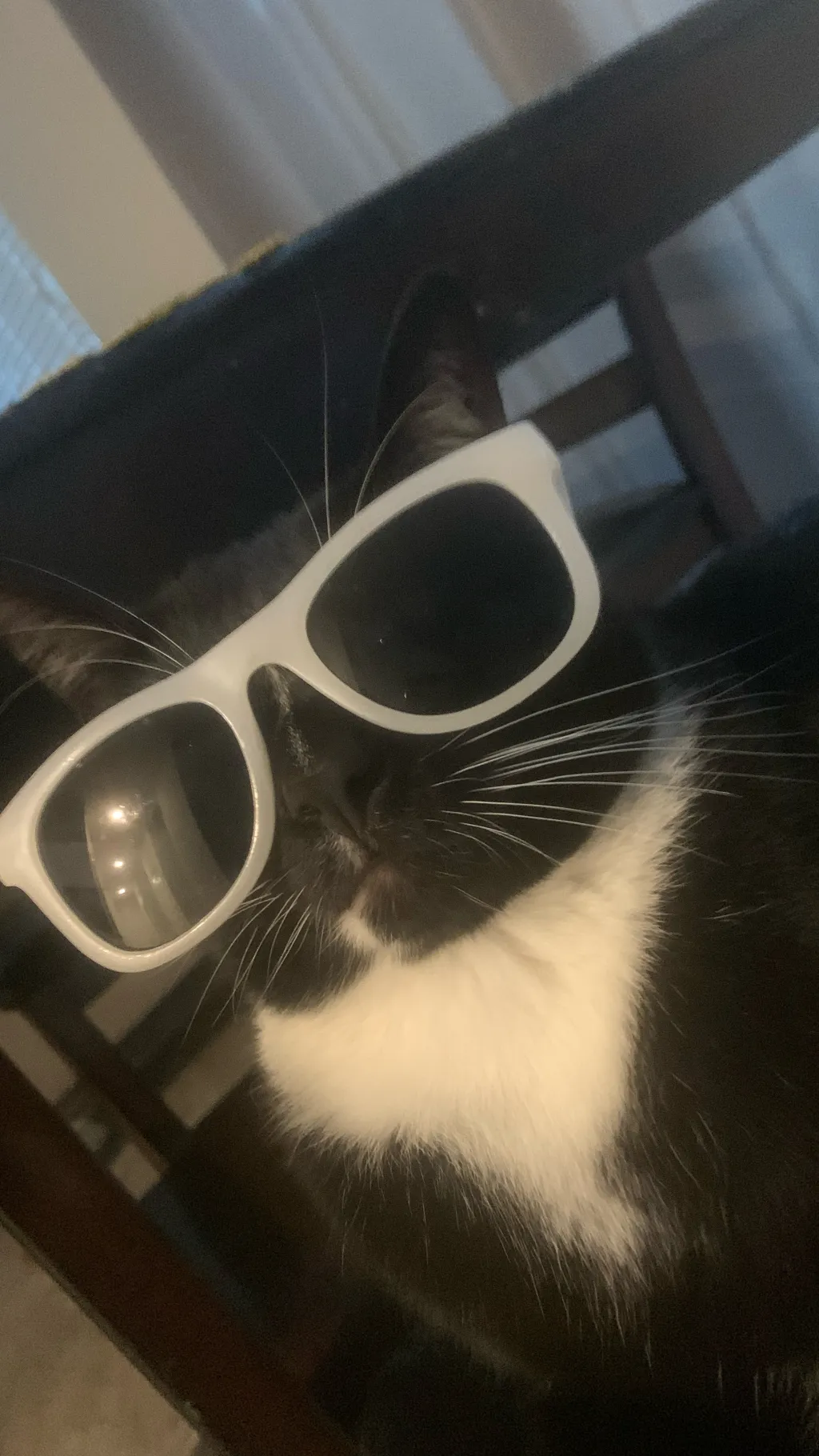 ai character: Chill guy(my cat) background
