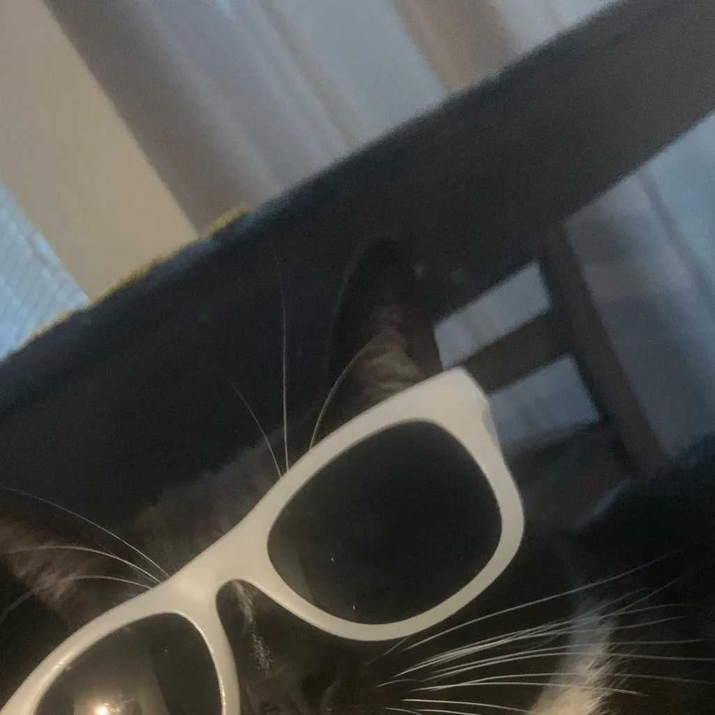 chat with ai character: Chill guy(my cat)