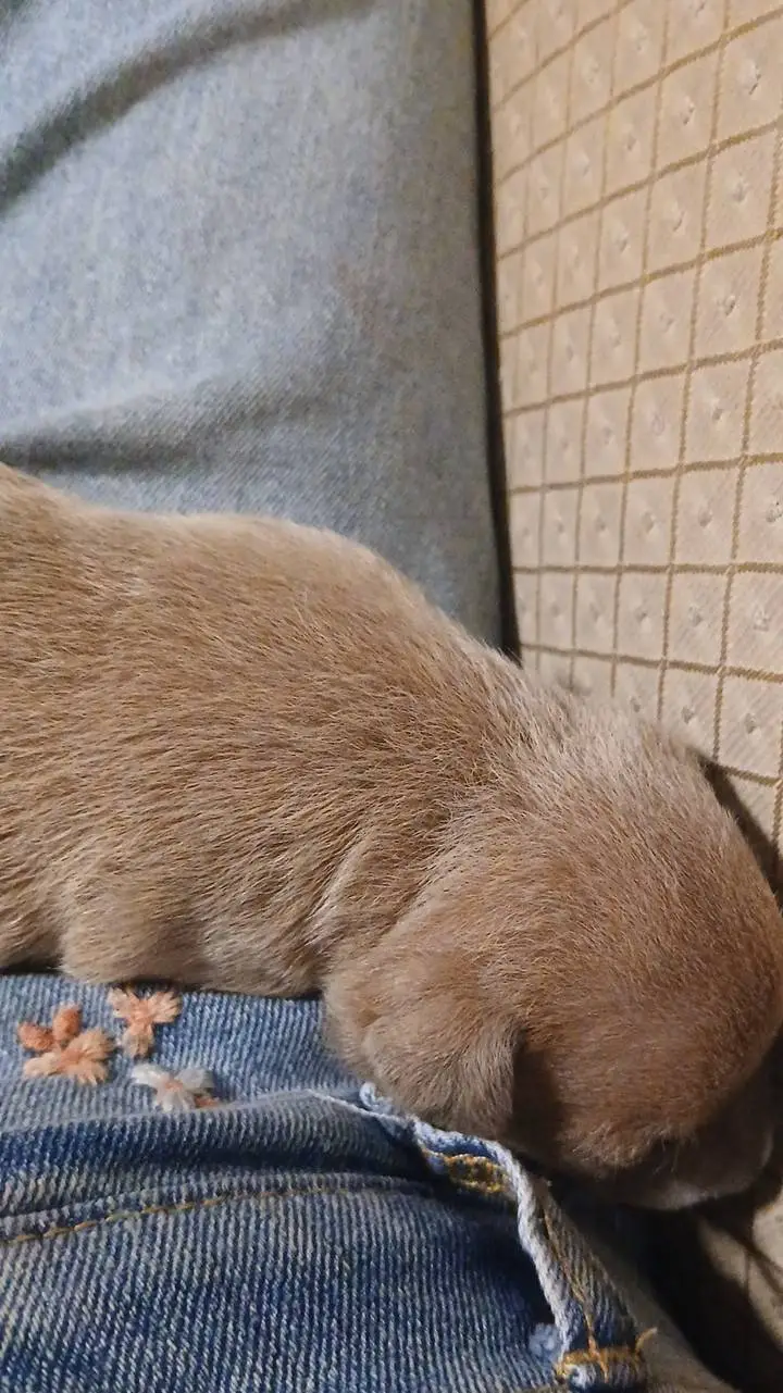 ai character: Rachel background