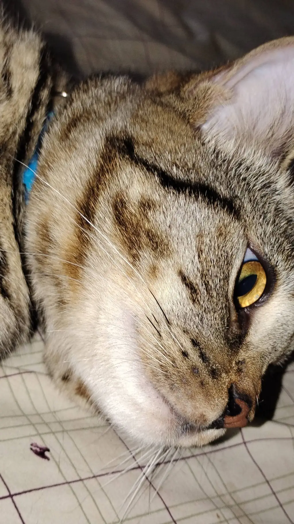 Talkie AI - Chat with dexter 