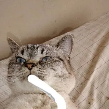 chat with ai character: iced capp queen 