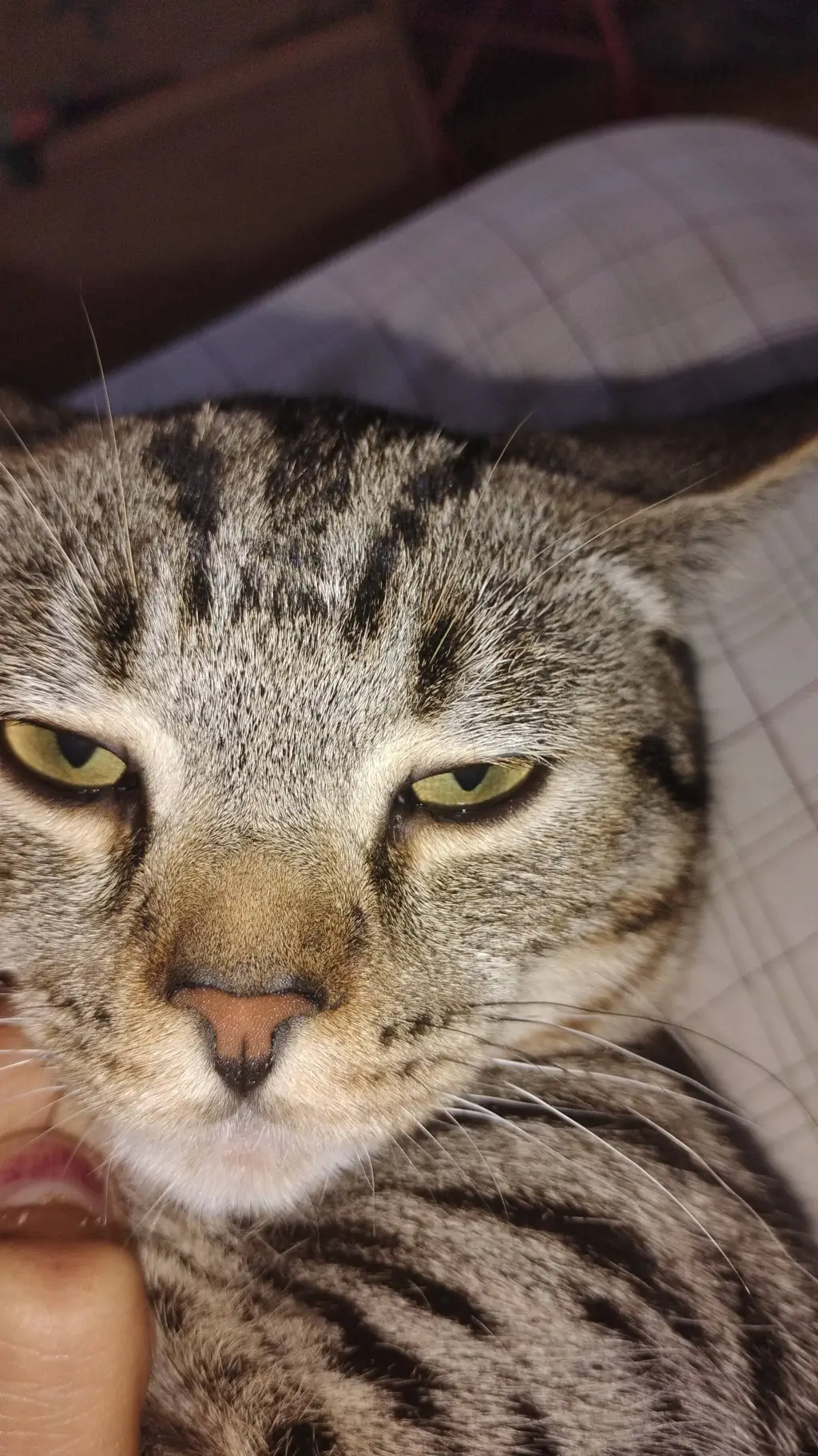 Talkie AI - Chat with Maxine cat