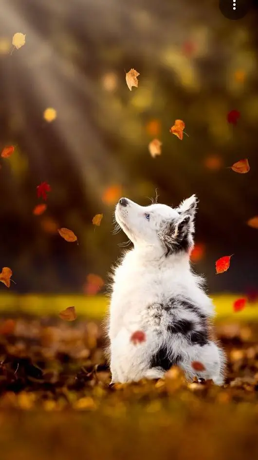 Talkie AI - Chat with Autumn 🍁