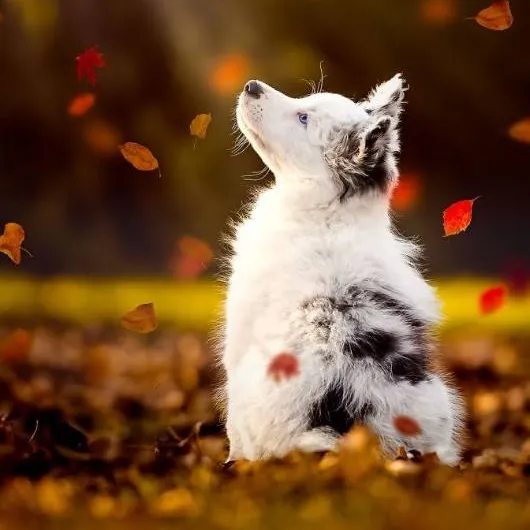 chat with ai character: Autumn 🍁