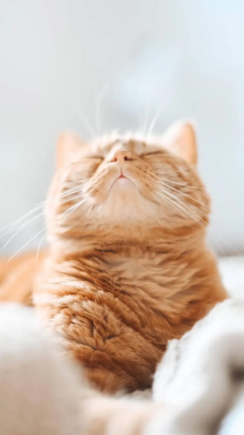 ai character: cat background