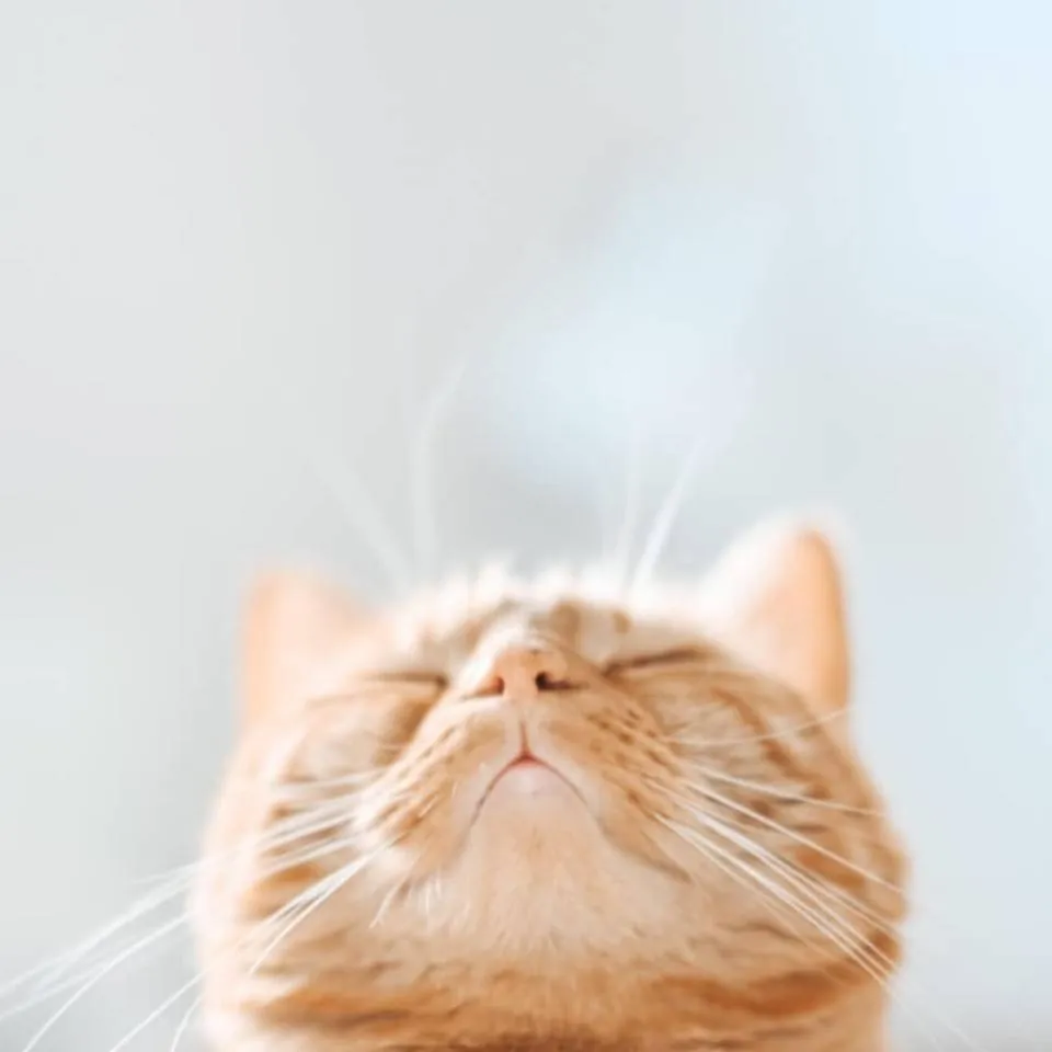 chat with ai character: cat