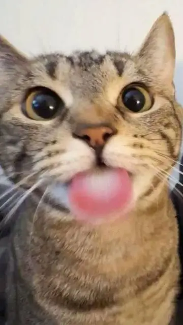 ai character: MAH LUV background