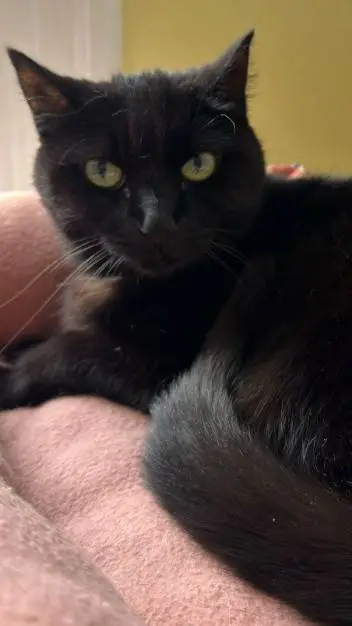 ai character: My kitty :D background