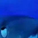 chat with ai character: Warrior cats