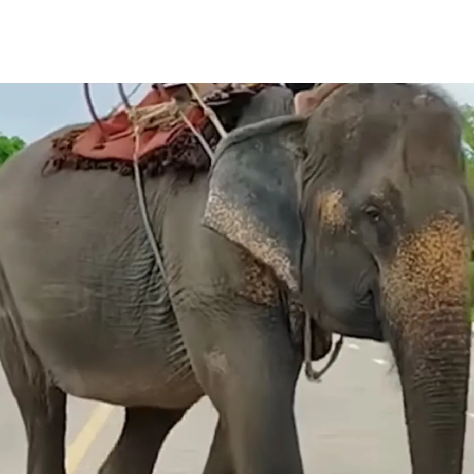 chat with ai character: Elephant 