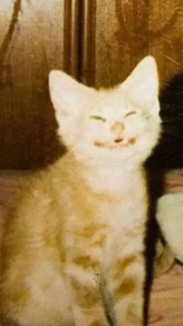 ai character: Limon🍋 background