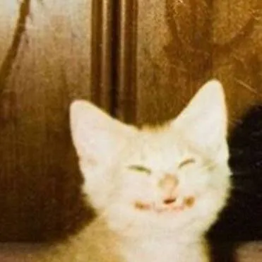 chat with ai character: Limon🍋