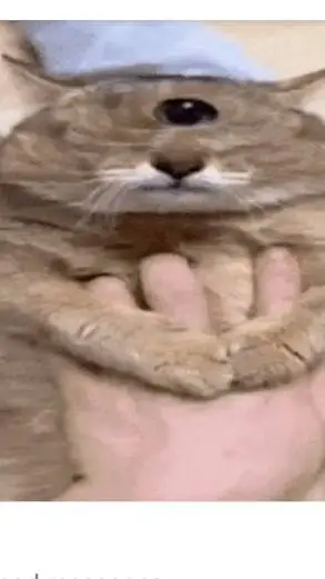 ai character: Eye of rah cat background