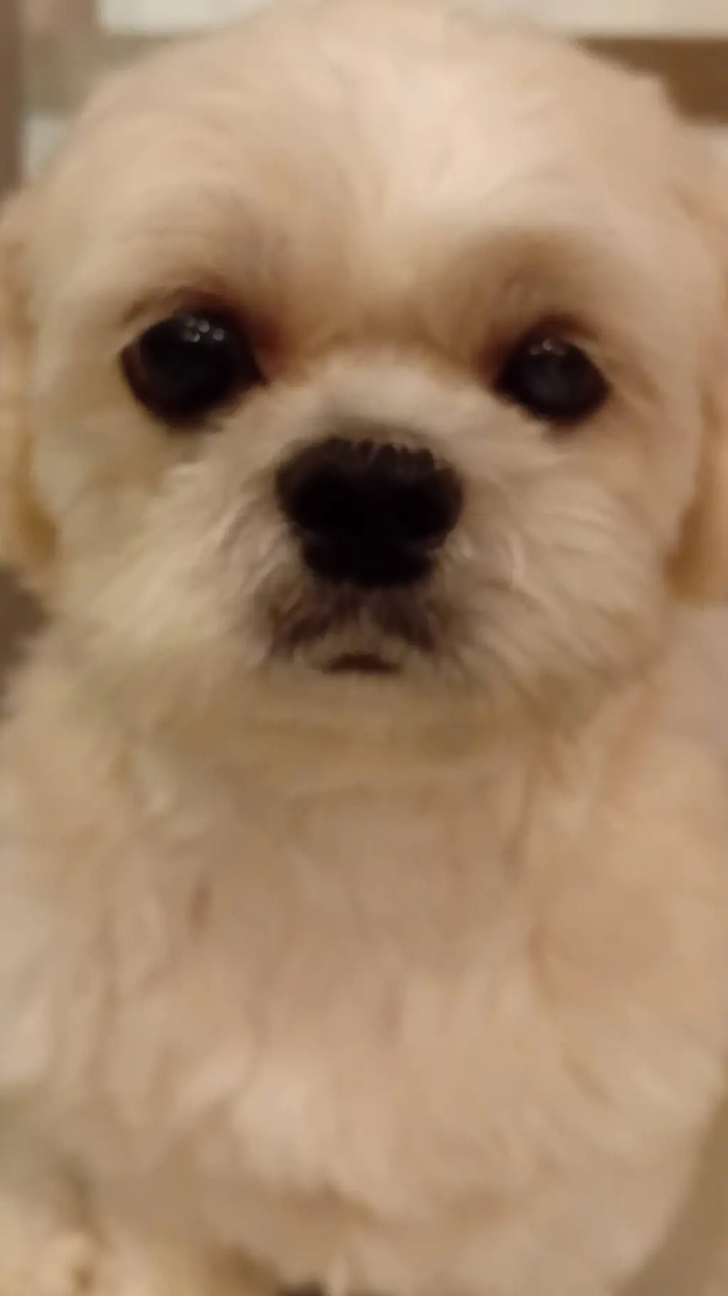 ai character: Dog background