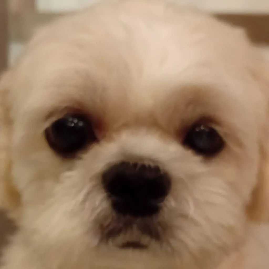 chat with ai character: Dog