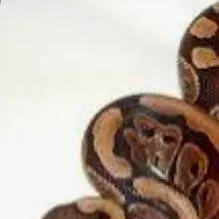 chat with ai character: Snake