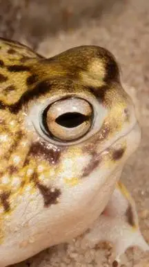 ai character: breviceps macrops background