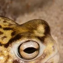 chat with ai character: breviceps macrops